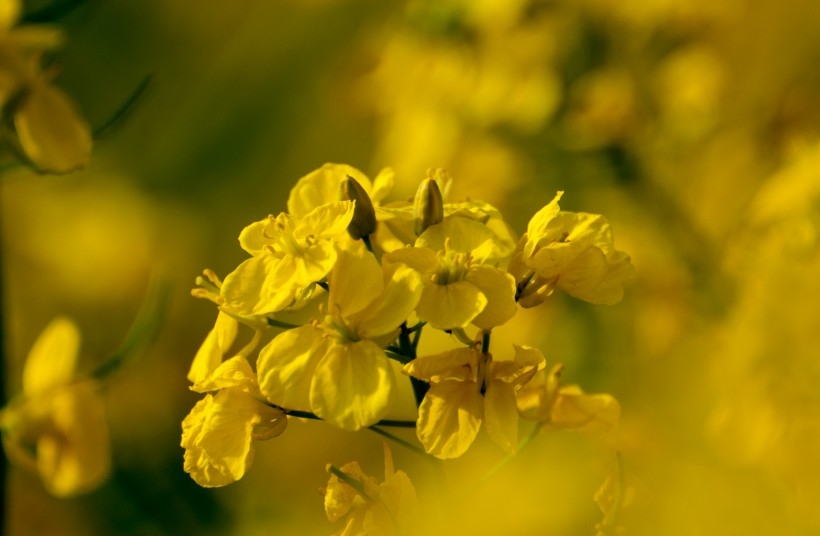 黄灿灿的门源油菜花植物图片