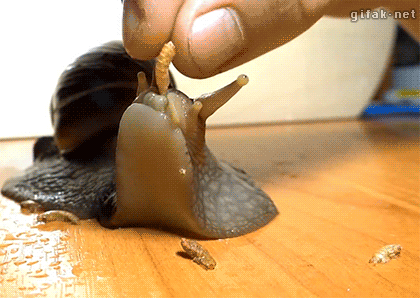 蜗牛是这样吃东西的搞笑动态图片