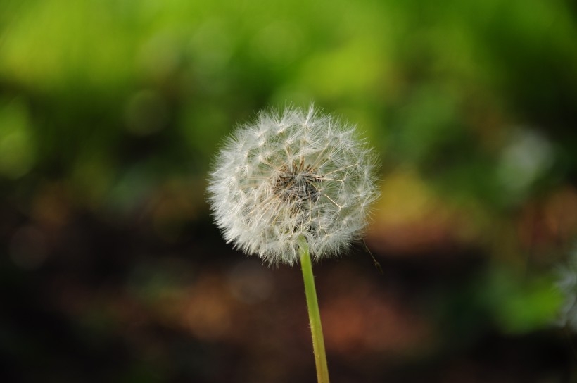 毛绒绒的蒲公英植物图片