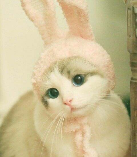 可爱的小兔子图片.