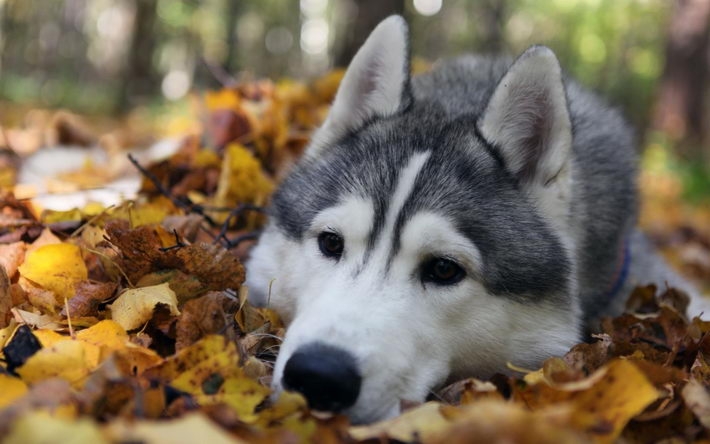 阿拉斯加马拉缪特犬电脑桌面壁纸