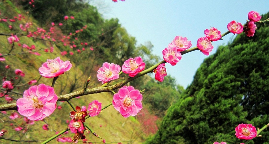 艳丽迷人的梅花花卉植物图片