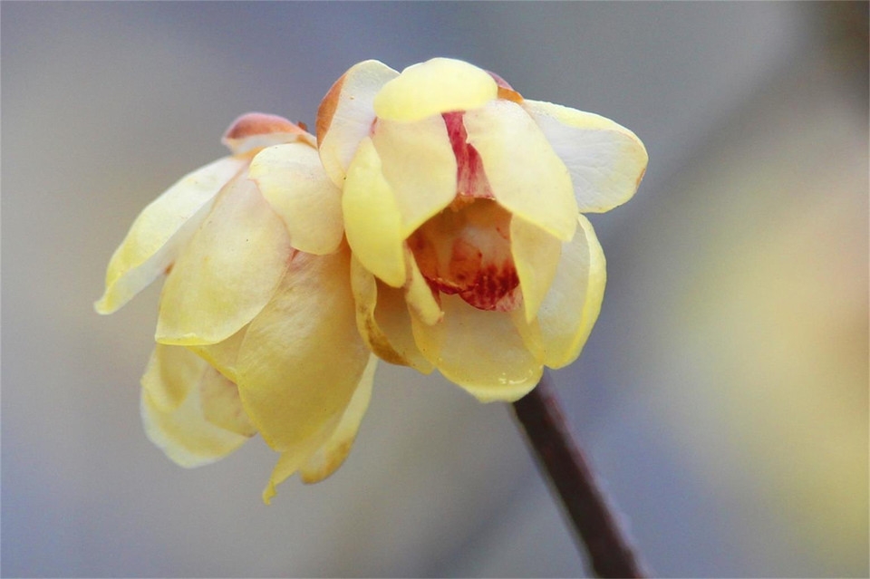 摄影清新自然的梅花高清花卉图片