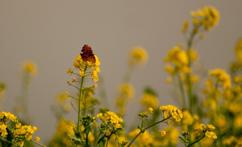 黄灿灿的门源油菜花植物图片