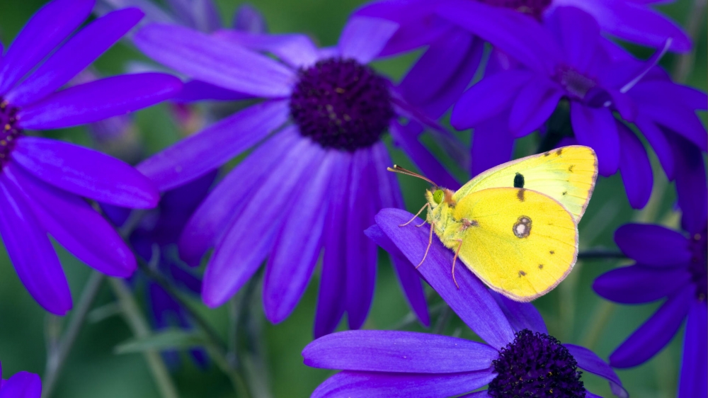 唯美高清蝴蝶与紫花护眼壁纸