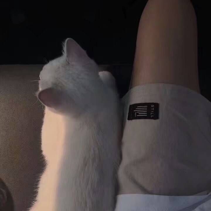 请你一定要开心可爱猫咪图片