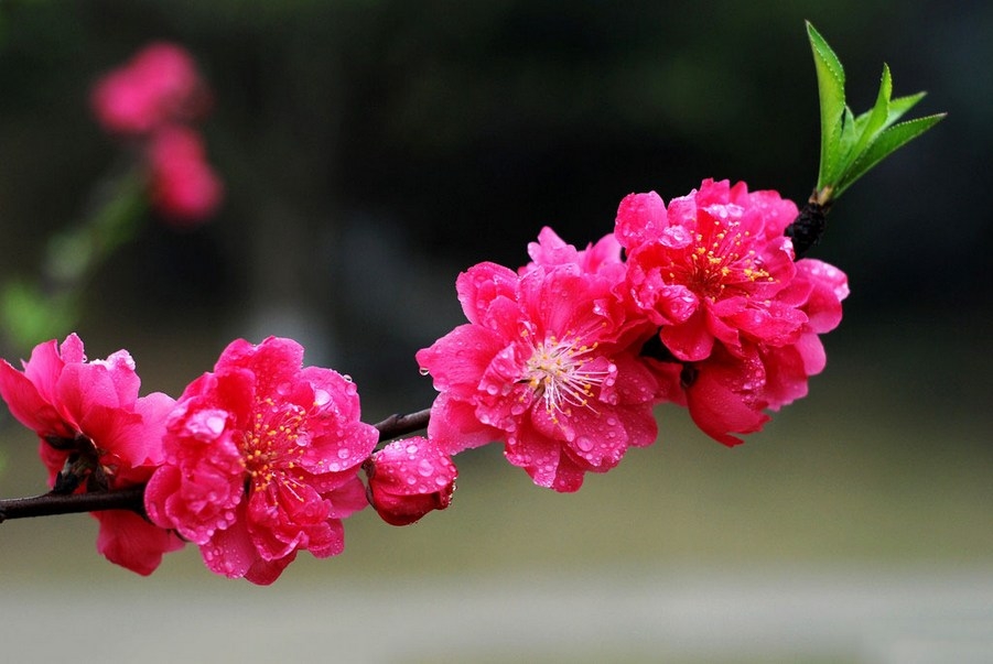 艳丽迷人的梅花花卉植物图片
