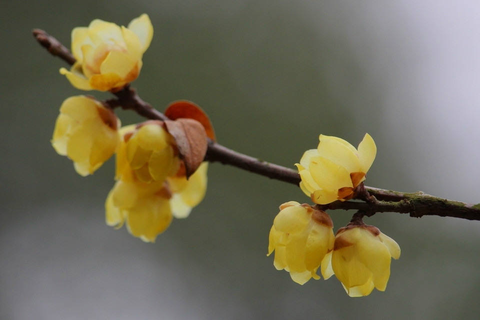 摄影清新自然的梅花高清花卉图片