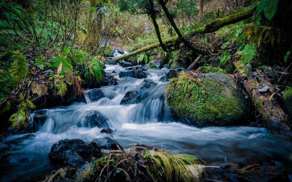 森林山间小溪流水风景图片壁纸