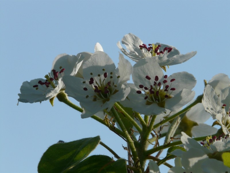 雪白的梨花植物图片