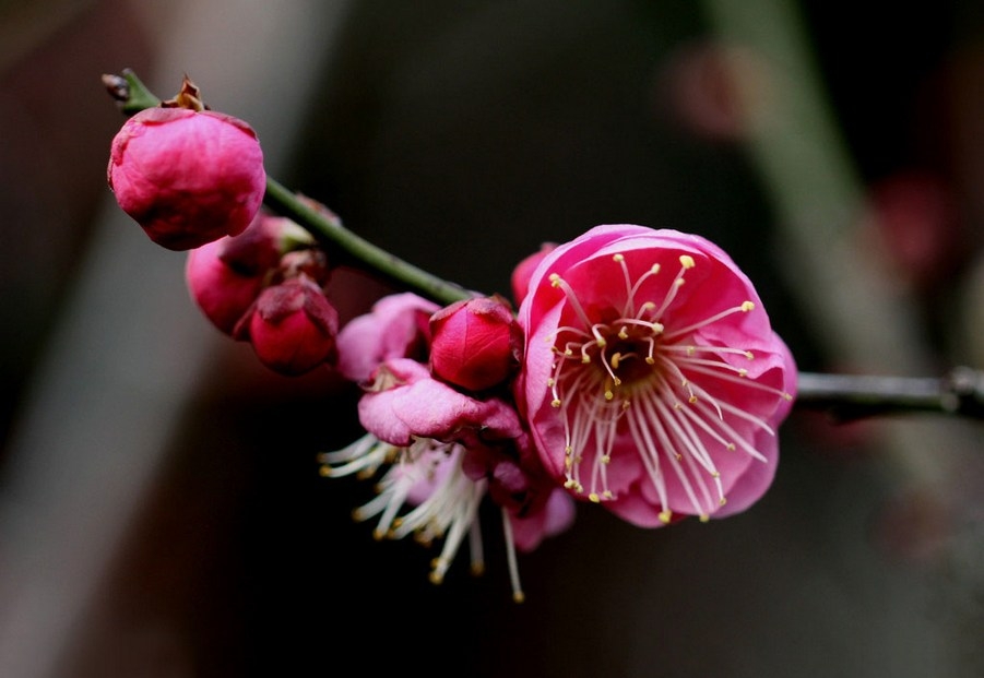 艳丽迷人的梅花花卉植物图片