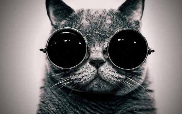 可爱的小猫咪图片