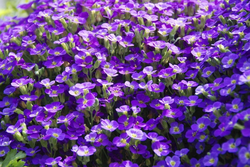 盛开的紫罗兰植物图片