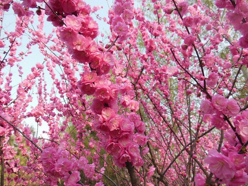 艳丽迷人的梅花花卉植物图片
