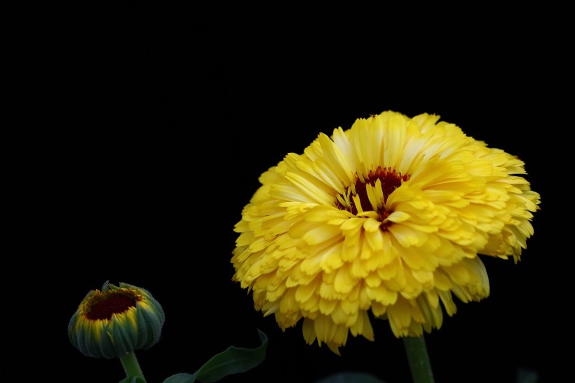 黄色的小菊花植物图片