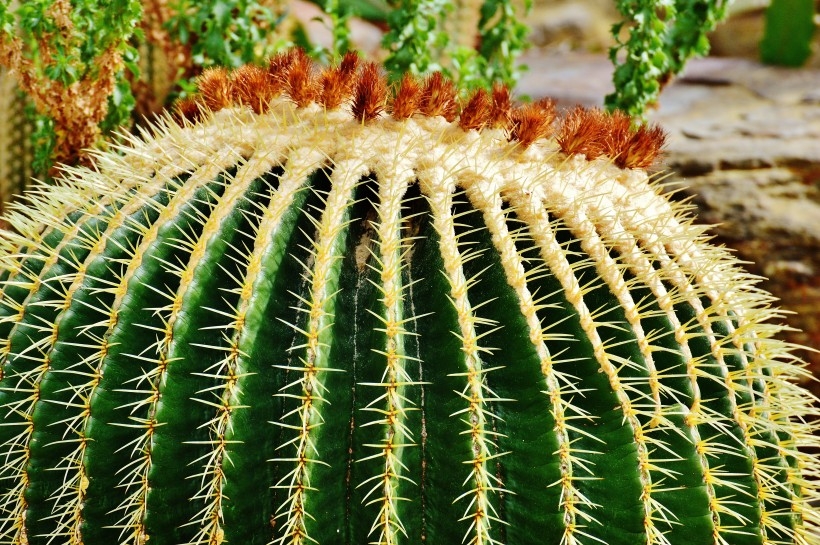 耐旱的仙人掌植物图片图片