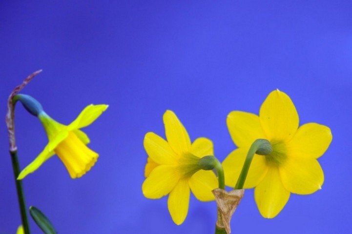 明媚娇艳黄色水仙花植物高清图片赏析