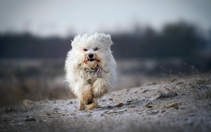 哈瓦那犬高清电脑壁纸