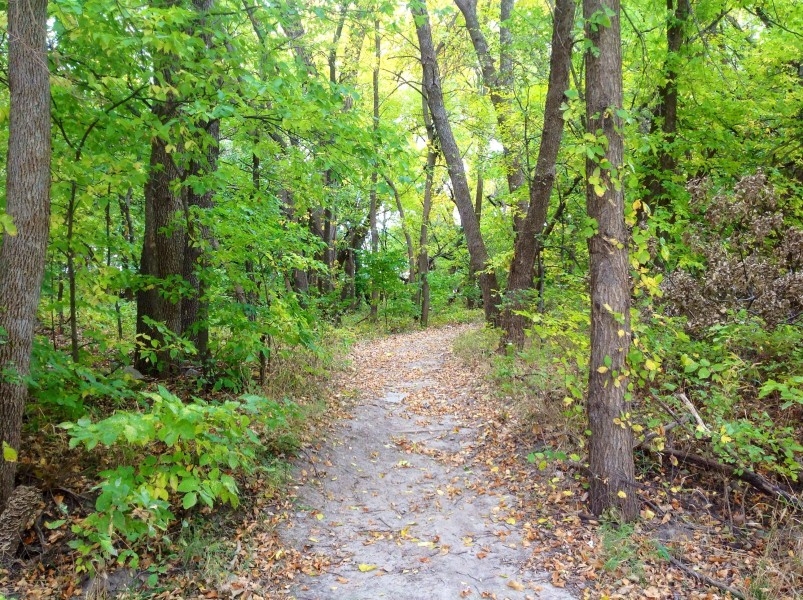 静谧的林间小路风景图片