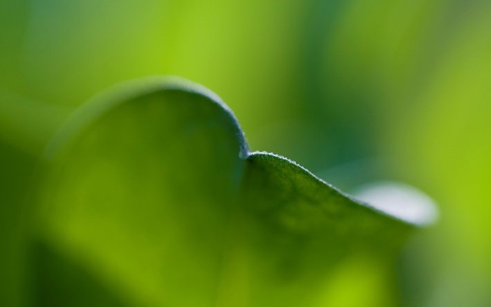 清新绿色护眼植物电脑壁纸