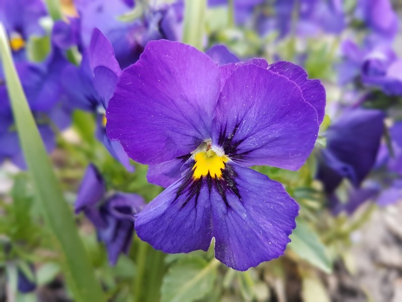 盛开的紫罗兰植物图片