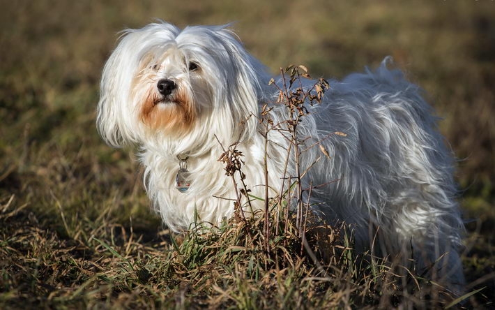 哈瓦那犬高清电脑壁纸