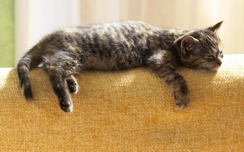 呆萌小猫咪小清新壁纸图片