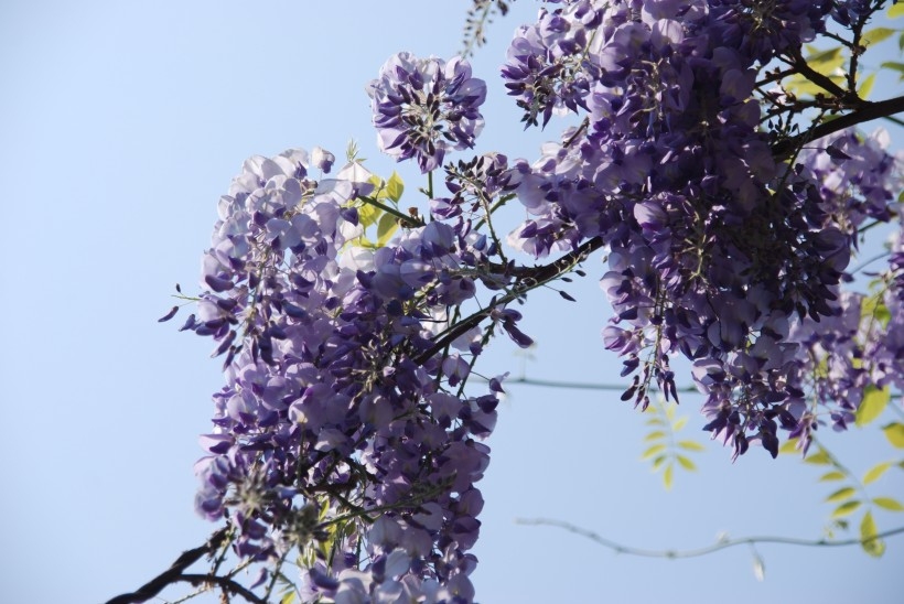 清新的紫藤花植物图片