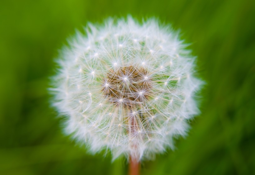 毛绒绒的蒲公英植物图片