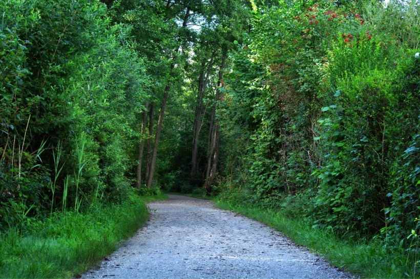 静谧的林间小路风景图片
