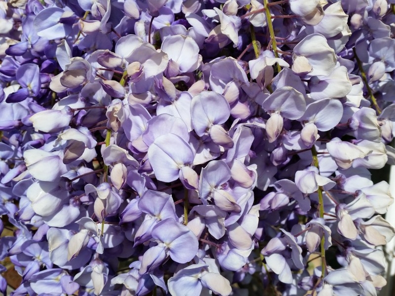 清新的紫藤花植物图片