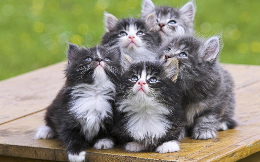 呆萌小猫咪小清新壁纸图片