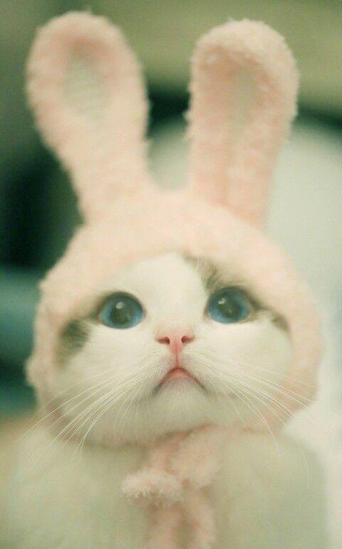 可爱的小兔子图片.