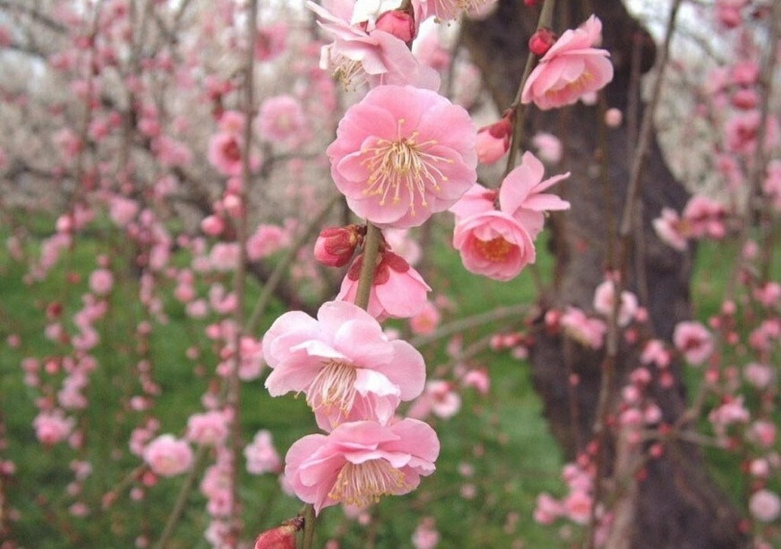 艳丽迷人的梅花花卉植物图片