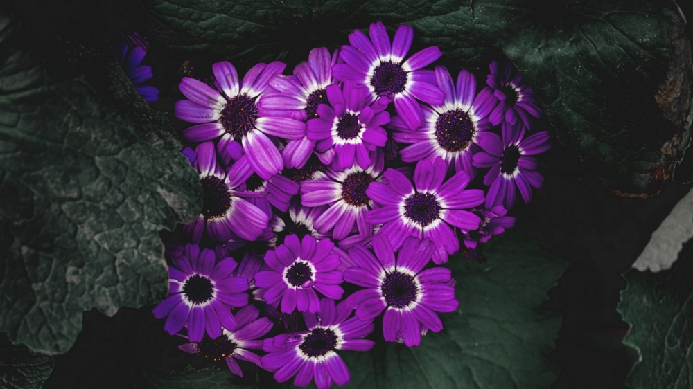 紫色花卉植物高清花草图片摄影