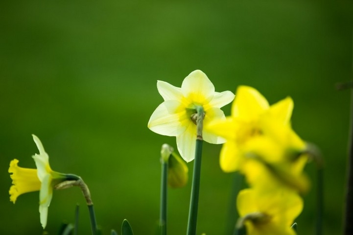 明媚娇艳黄色水仙花植物高清图片赏析