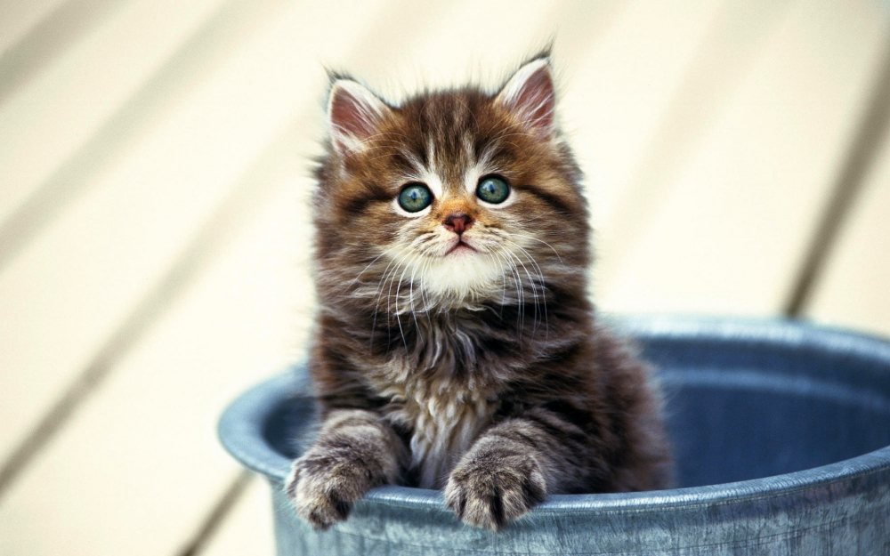 呆萌小猫咪小清新壁纸图片