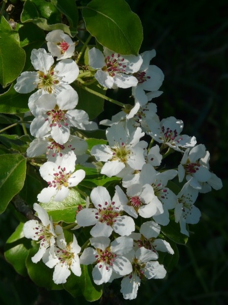 洁白的梨花植物图片