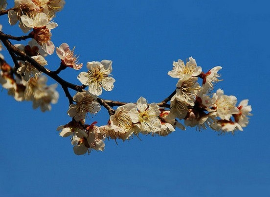艳丽迷人的梅花花卉植物图片