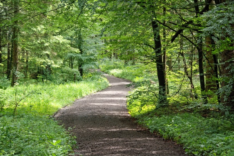 静谧的林间小路风景图片