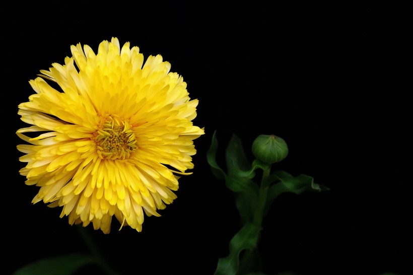 黄色的小菊花植物图片