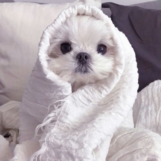 萌萌可爱的狗狗图片