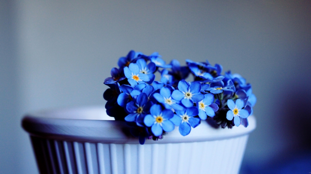 蓝色小花室内植物小清新桌面壁纸