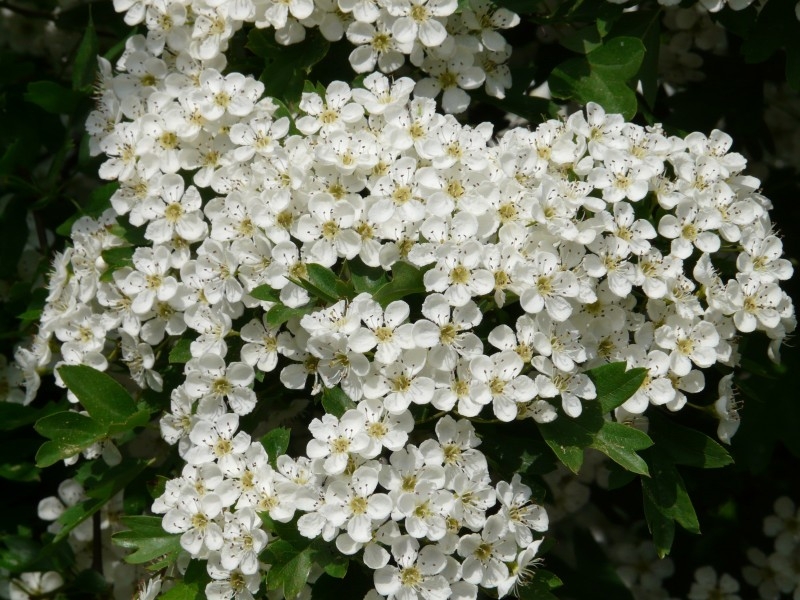 雪白的梨花植物图片