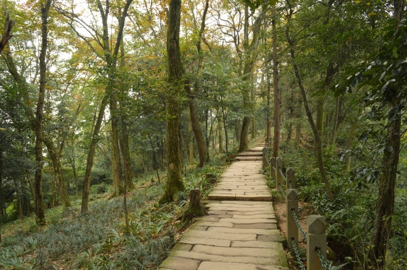 静谧的林间小路风景图片