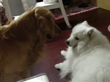 两只狗狗的甜蜜瞬间搞笑动态图片