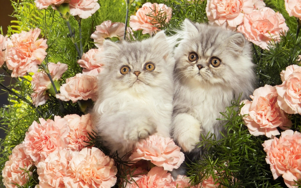 呆萌小猫咪小清新壁纸图片