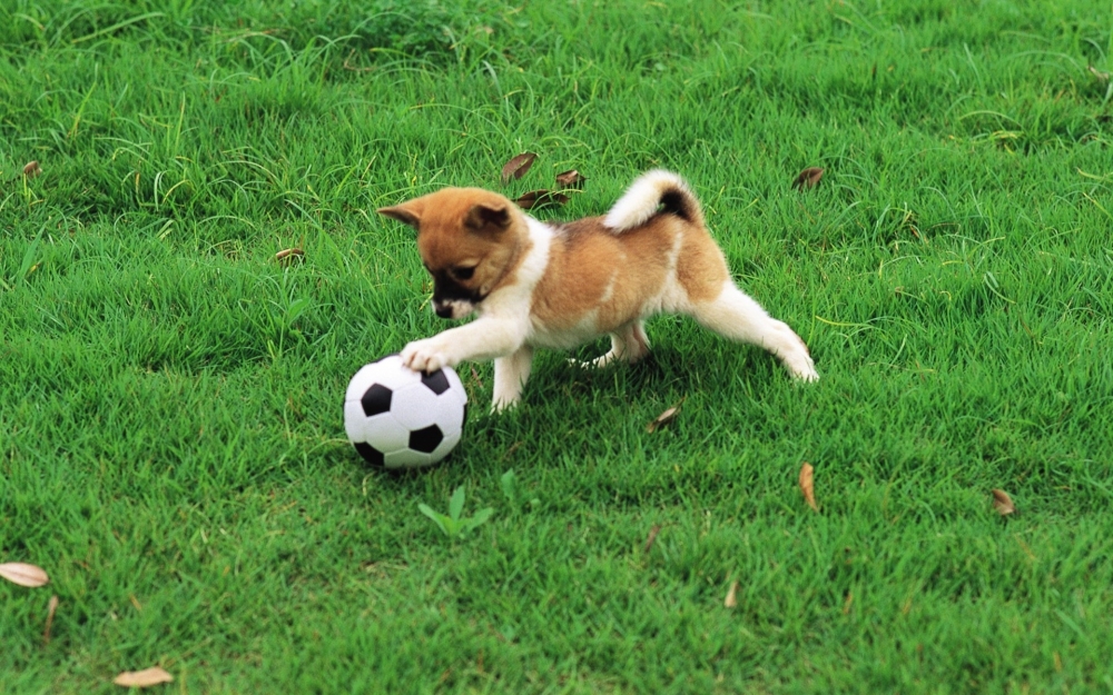 草地上玩着足球的可爱小狗高清唯美壁纸图片