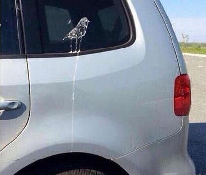 这是一支艺术鸟爆笑图片
