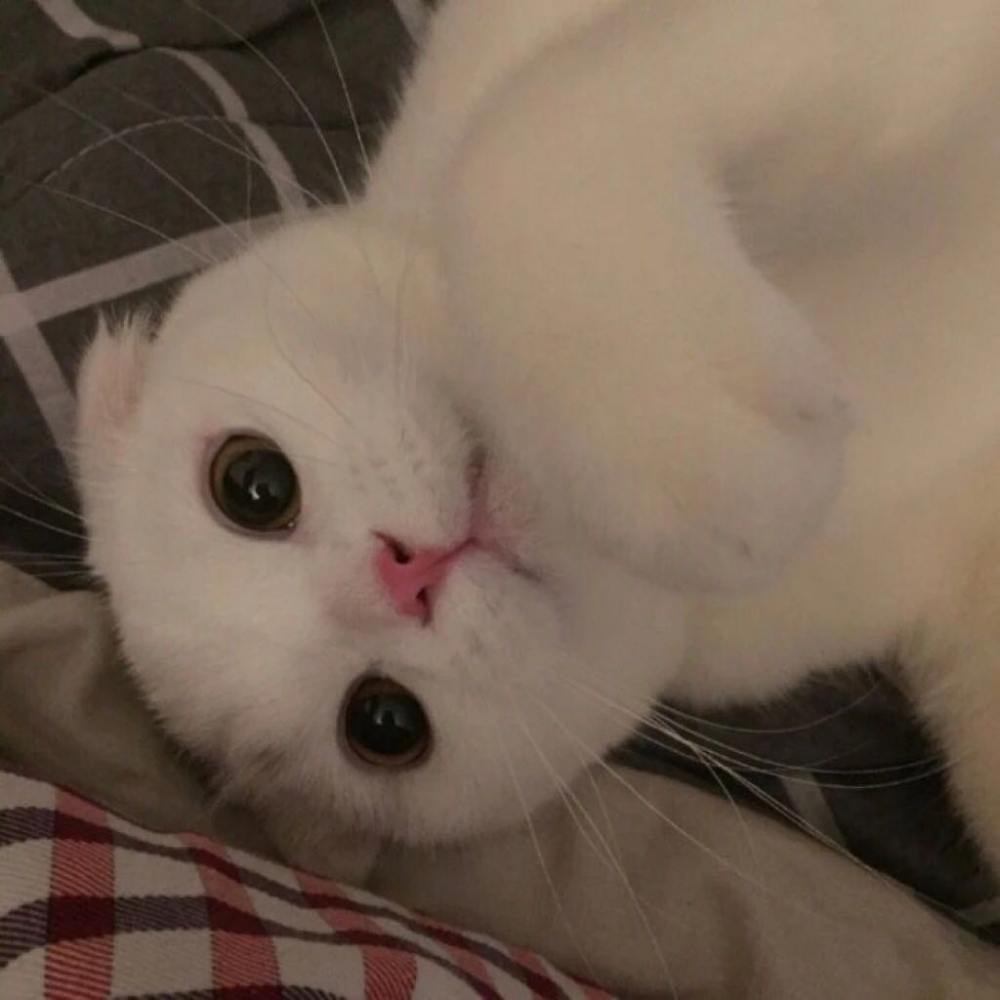 对你仍是偏爱可爱猫咪图片